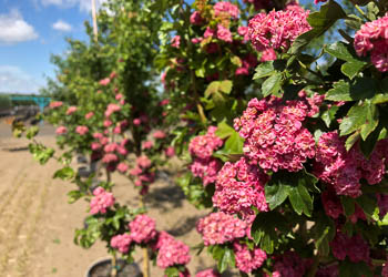 More Flowers on the Pauls Scarlet at Garden Gate in Pasco