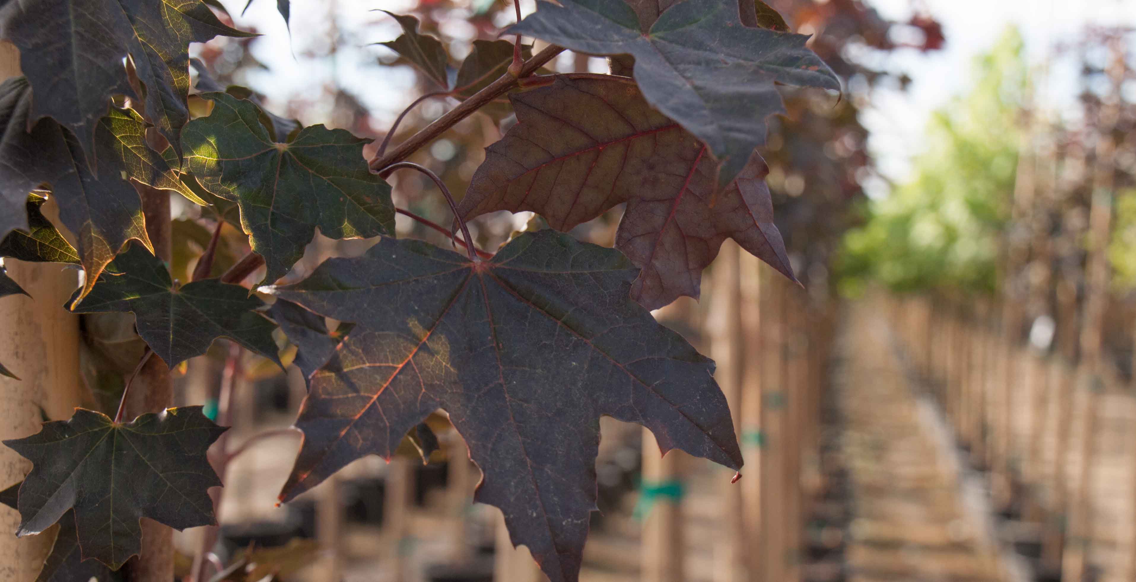Crimson Sunset Maple Tree Leaves at Garden Gate.