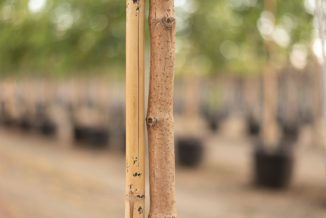 Bark of the Eye Stopper™ Cork Tree at Garden Gate.