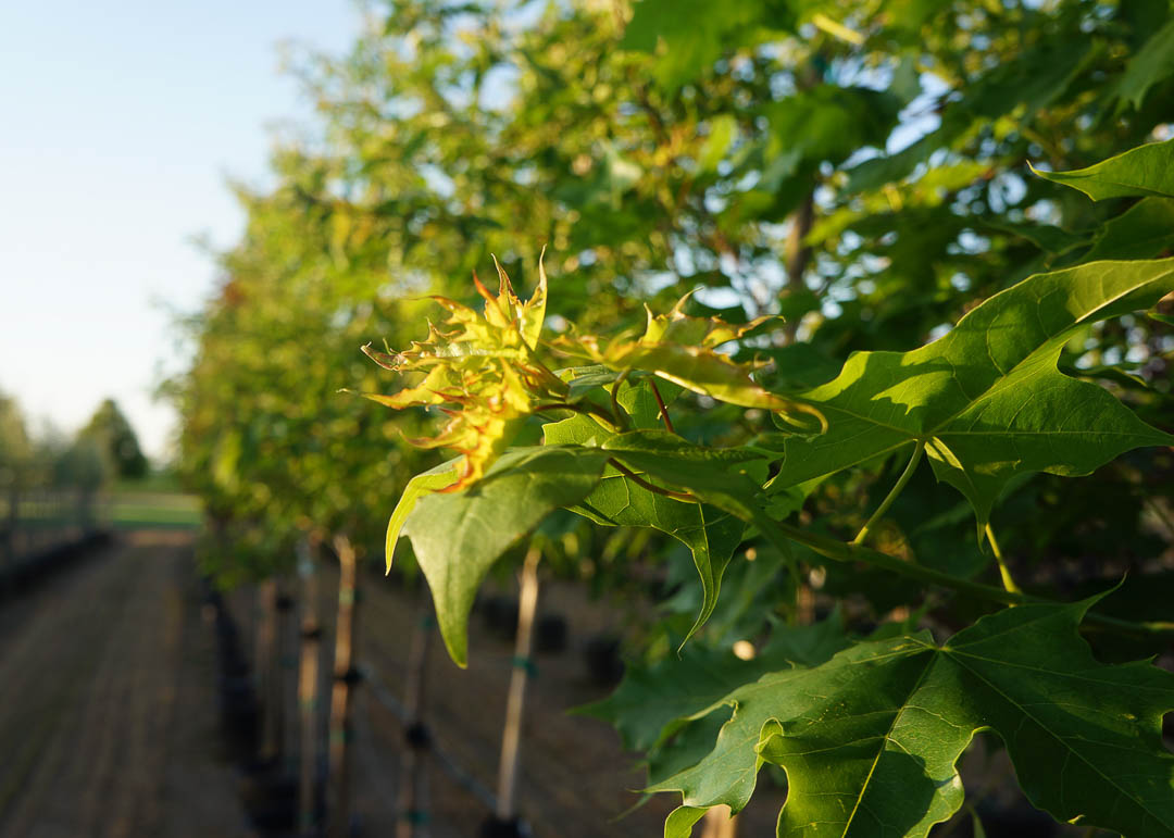 Pacific Sunset Maple Leaves