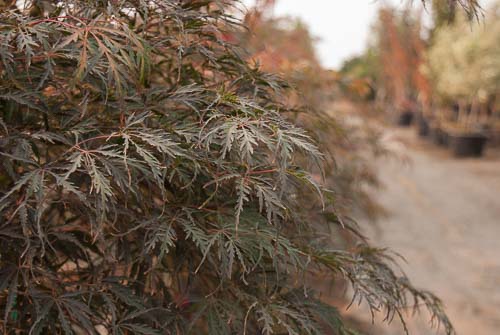 Tamukeyama leaves