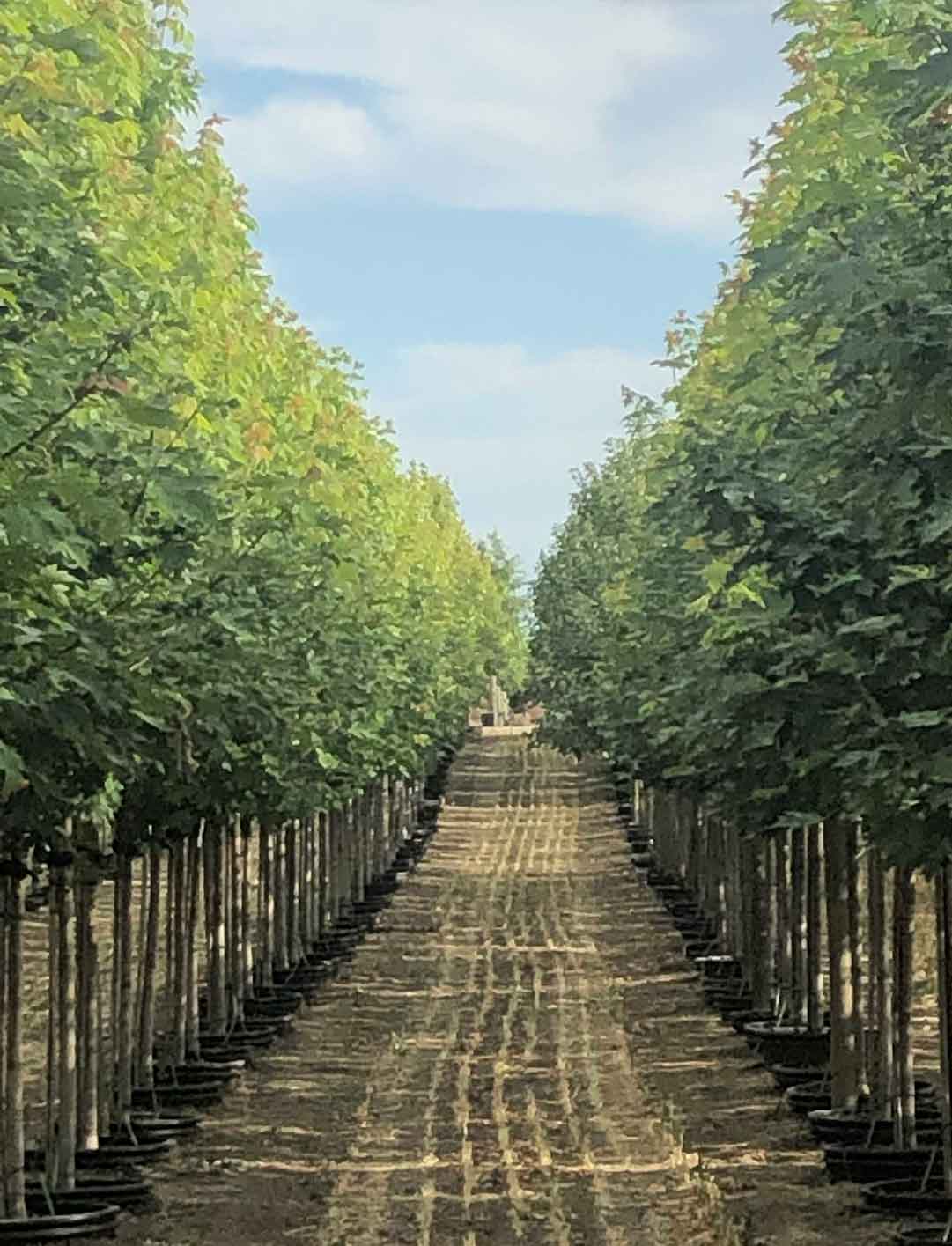 2 Inch Autumn Blaze Maple Trees at Garden Gate.