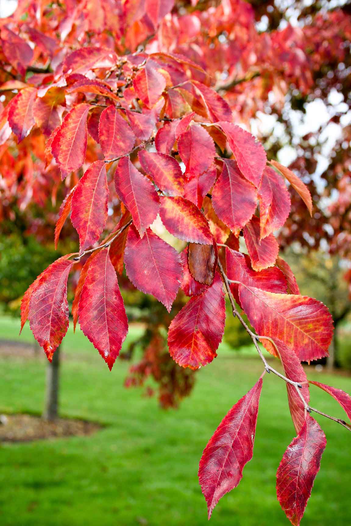 Frontier Elm Leaves during the fall, showing off their bright color.