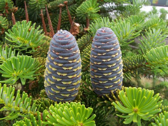 Photo of the Abies koreana Korean Fir from Lestat (Jan Mehlich) on Wikimedia.