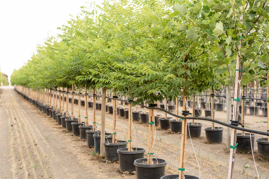 Row of Eye Stopper™ Cork Trees at Garden Gate Nursery
