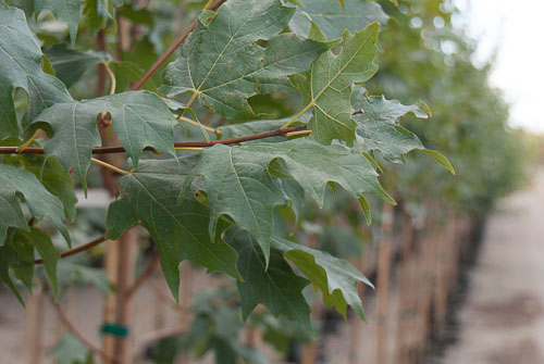 Beautiful Flashfire Maple leaves in Summer
