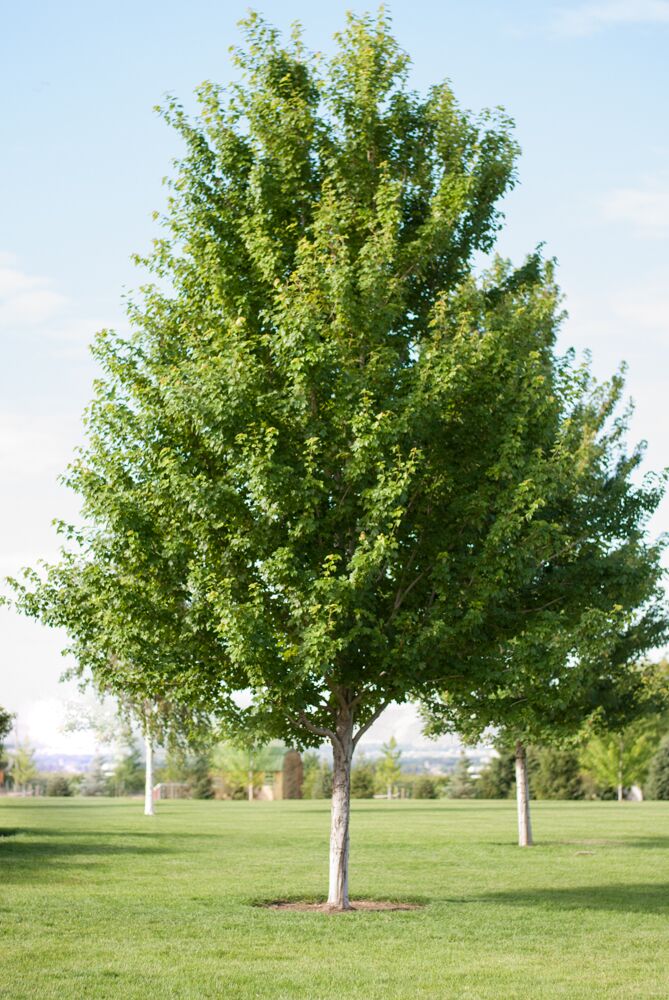 Semi-mature Redpointe Maple trees in a Tri-Cities landscape
