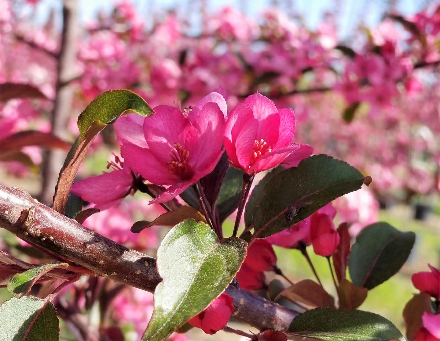 Close up photo of the Royal Raindrops Crabapple tree.