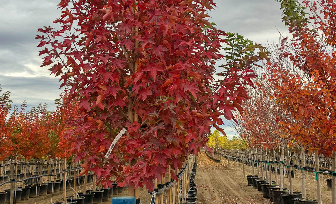 Urban Sunset Burgundy Red Leaves in Autumn