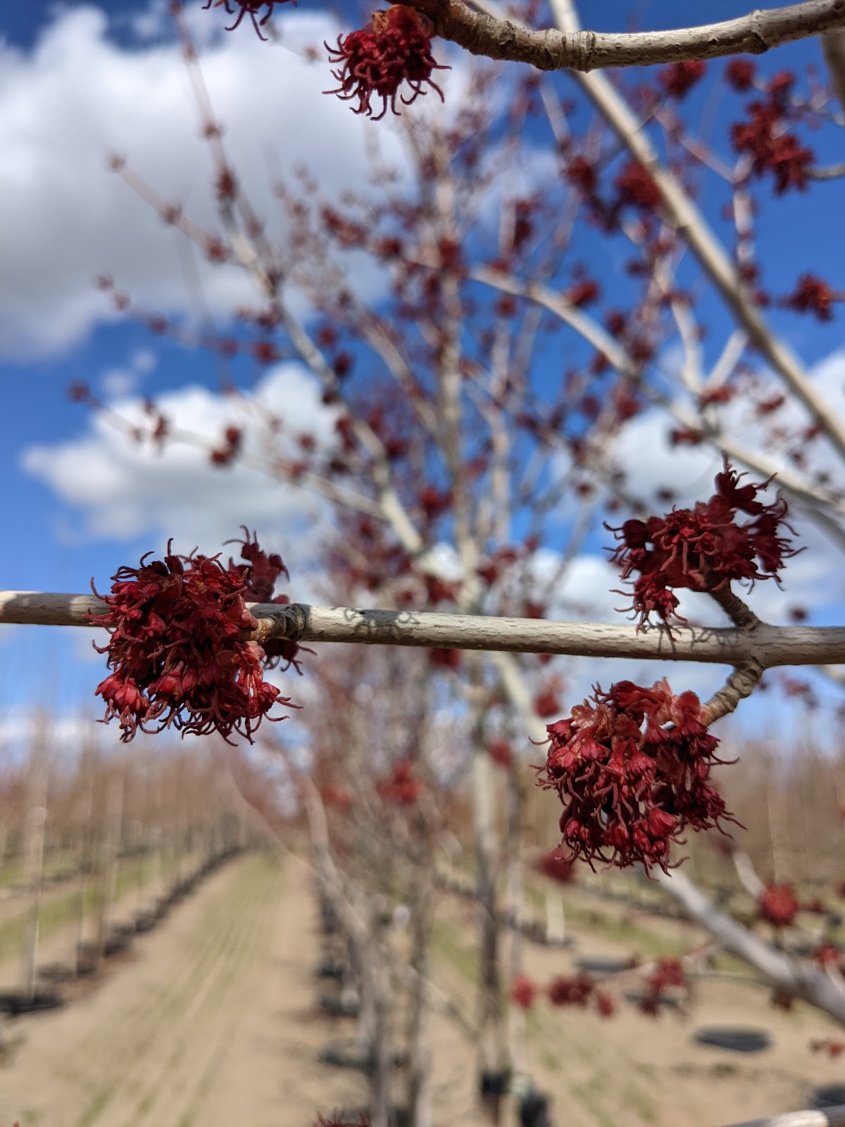 Red Sunset Maple Trees in a row at Garden Gate Nursery.