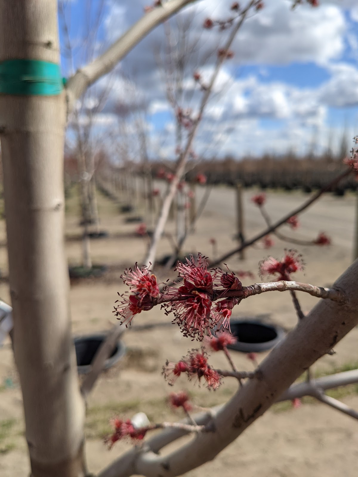 Somerset Red Maple tree flowers at Garden Gate Nursery.