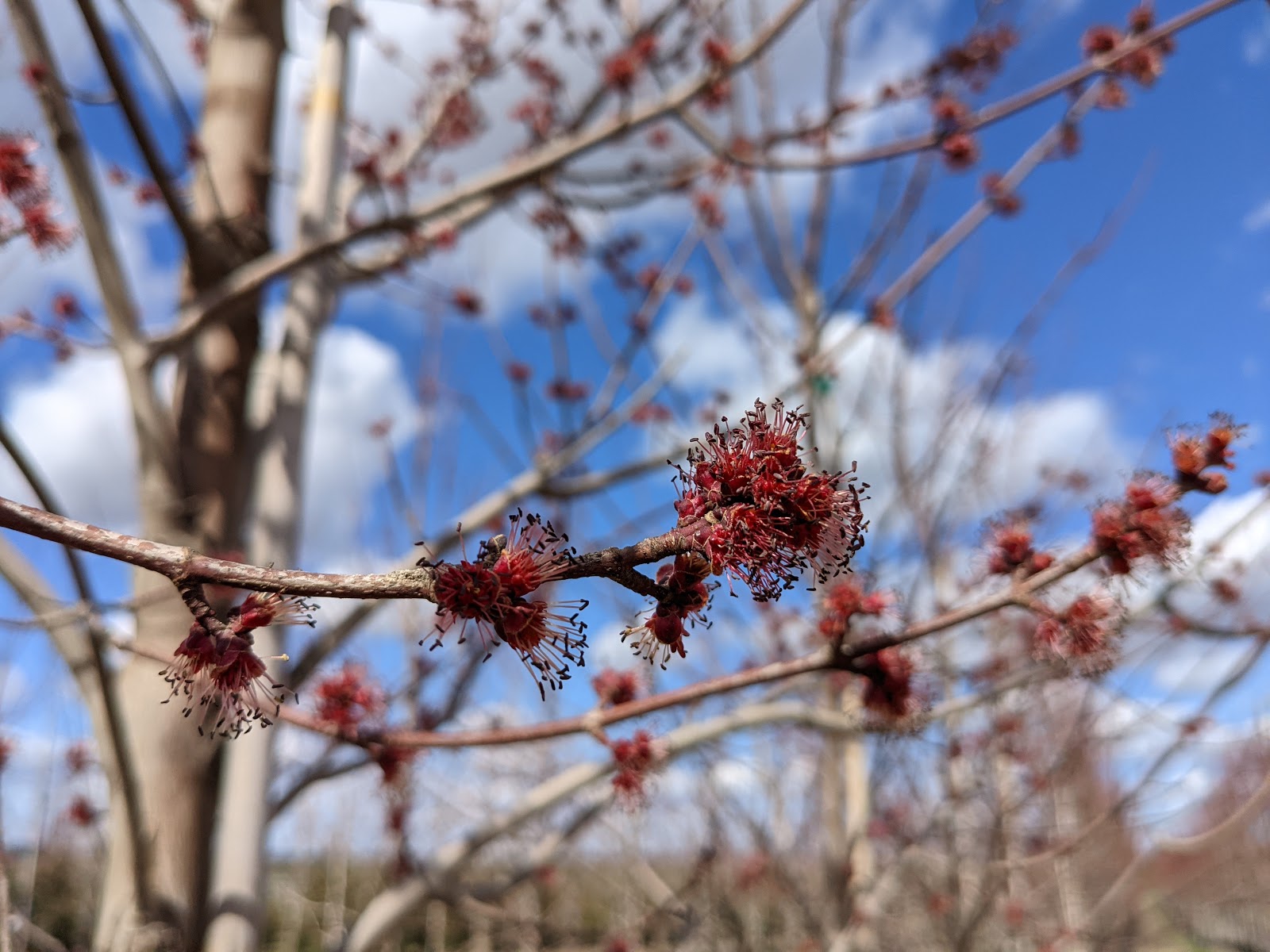 More Somerset Red Maple Flowers