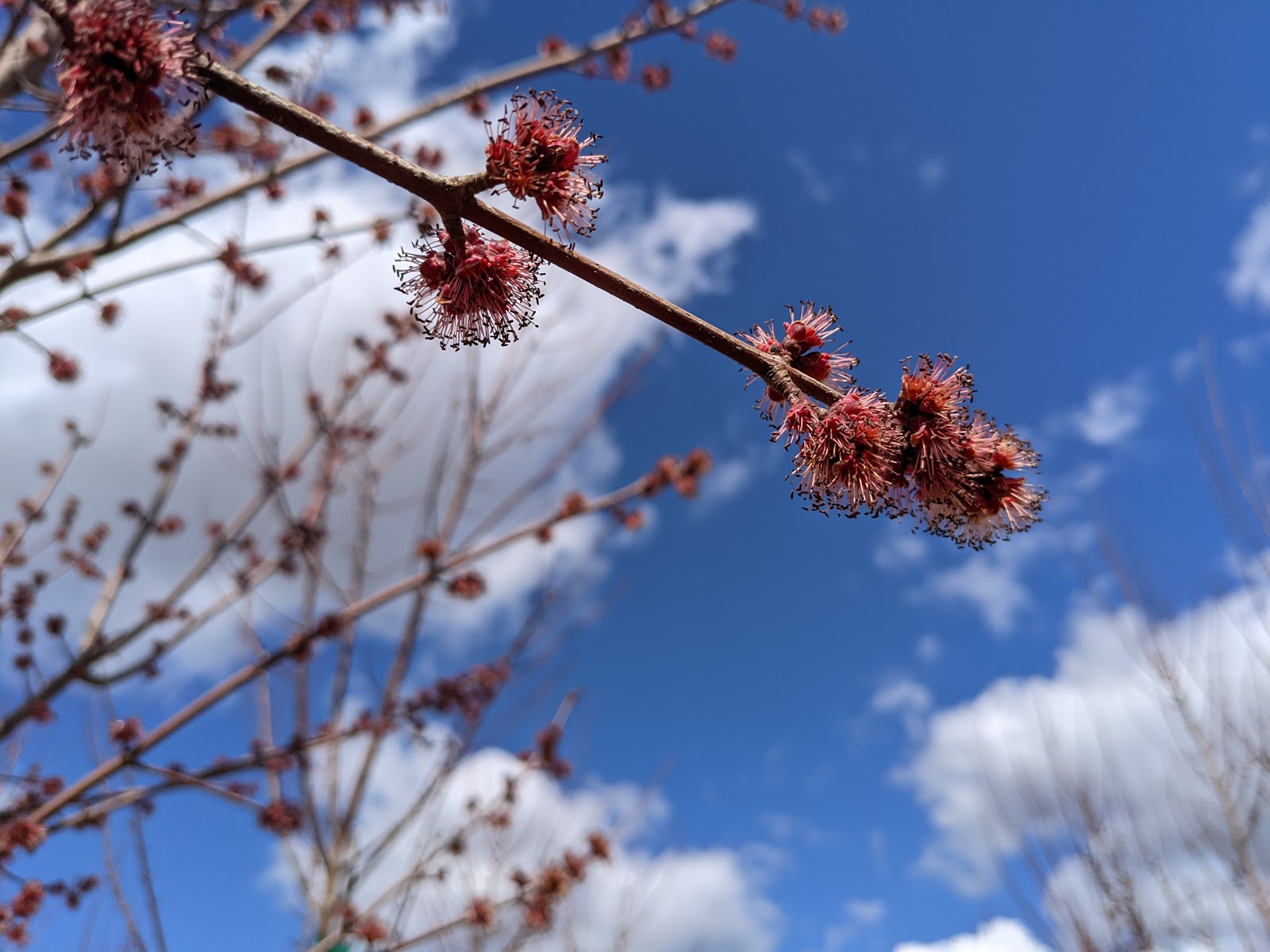 Sun Valley Maple Flowers at Garden Gate Nursery in Pasco WA.