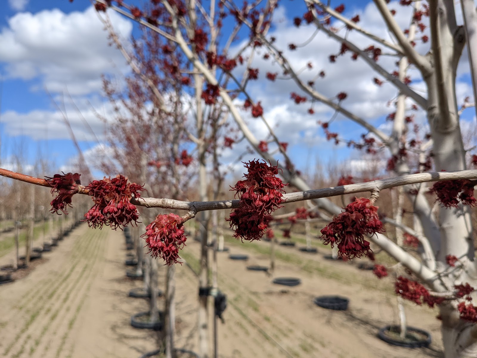 Red Sunset Maple flowers on their wintery white bark.