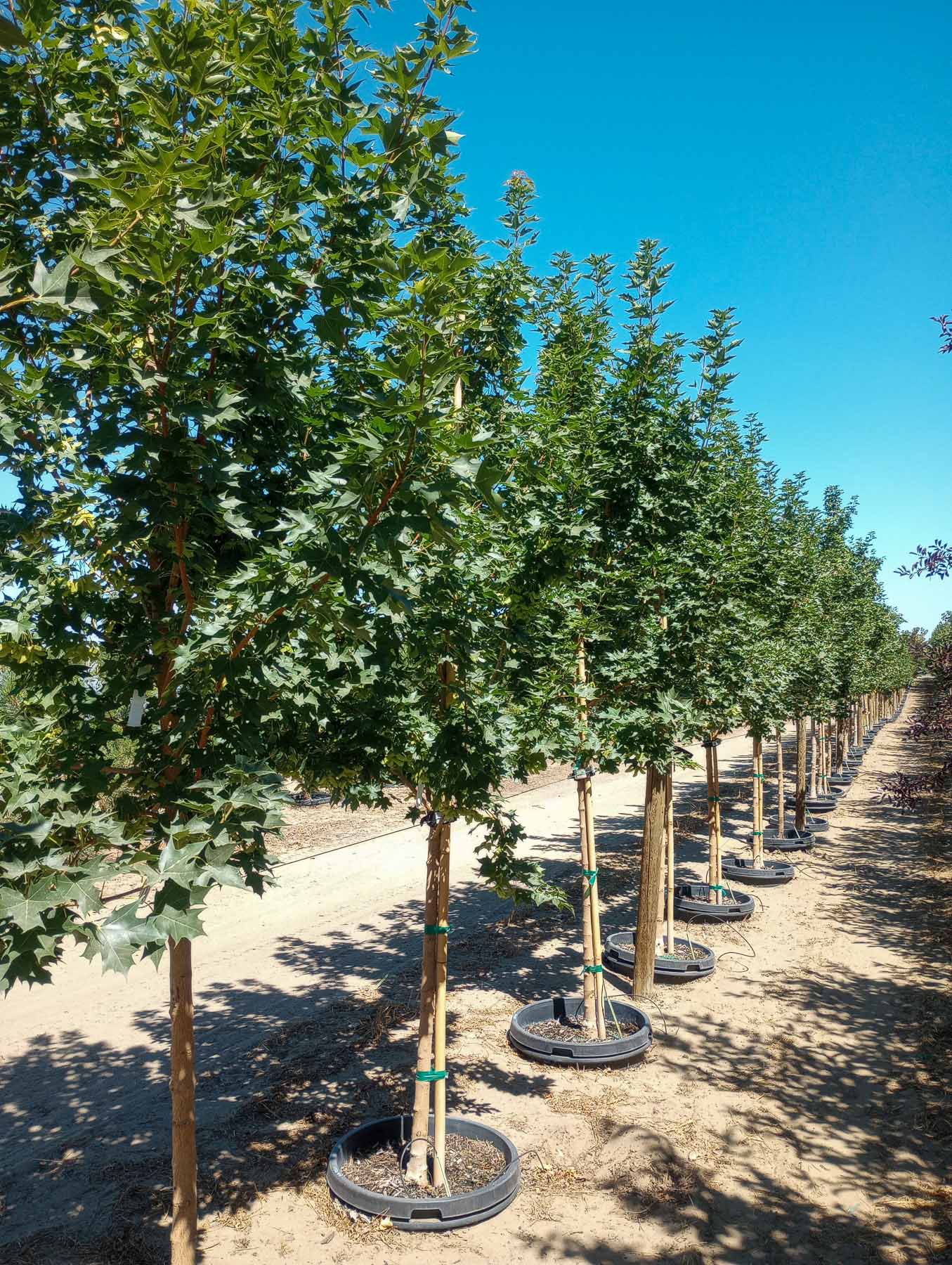 Urban Sunset Maple Trees at Garden Gate