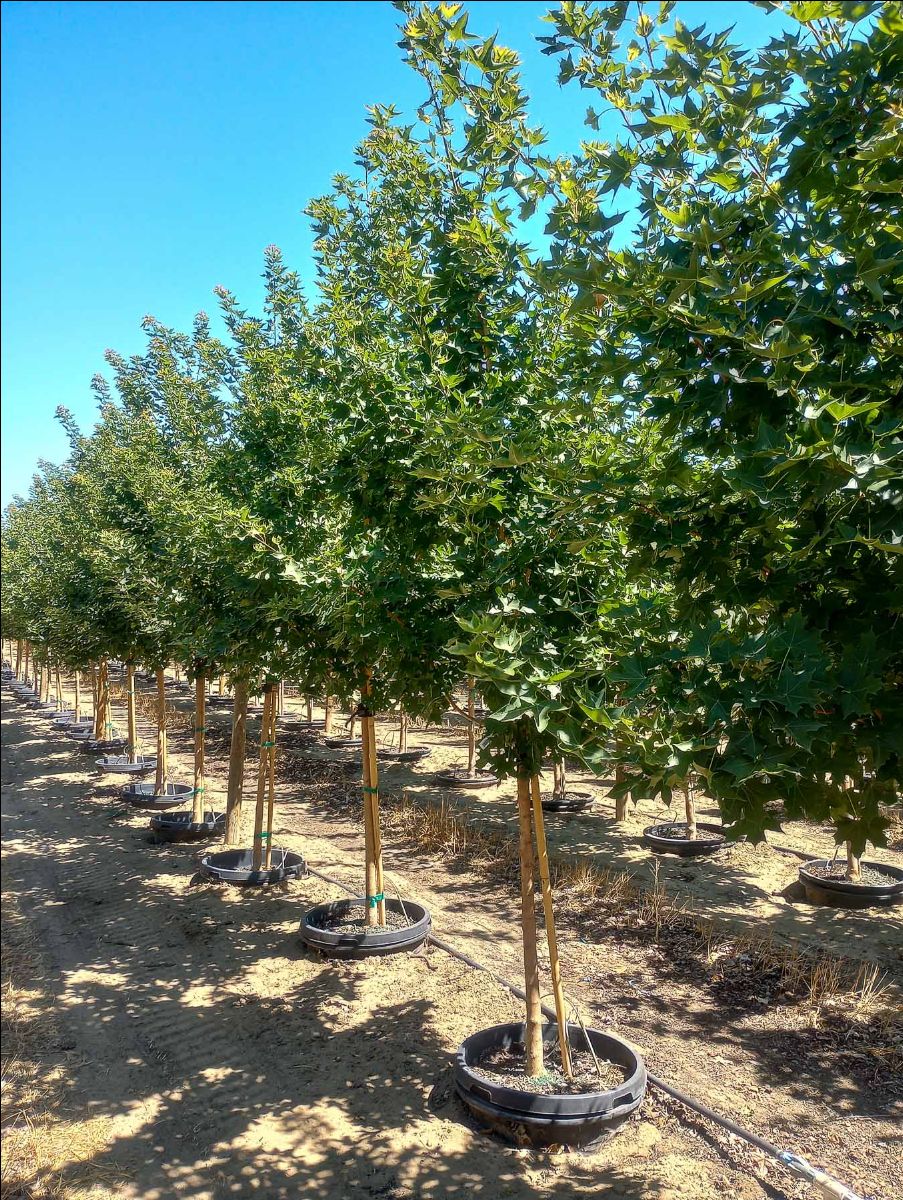 Row of Ruby Sunset Maple Trees at Garden Gate Nursery