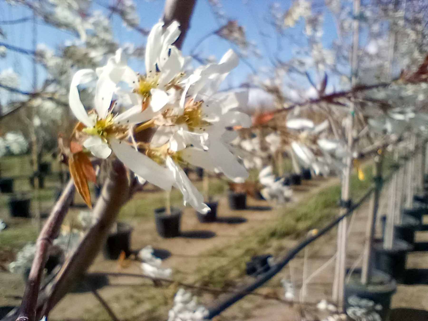 Most landscaping trees push flowers and new growth in the Spring Season