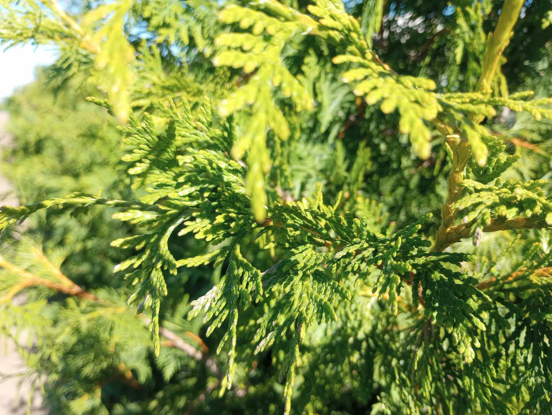 Virginian Arborvitae foliage