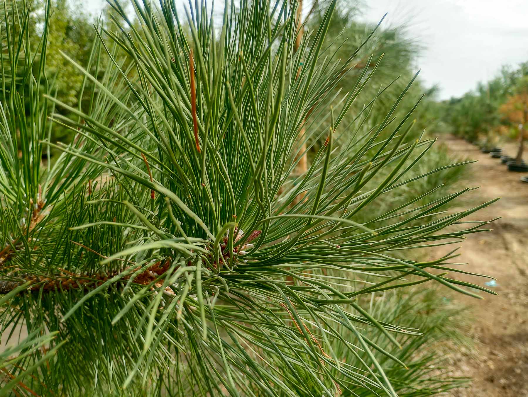 Ponderosa Pine Needles