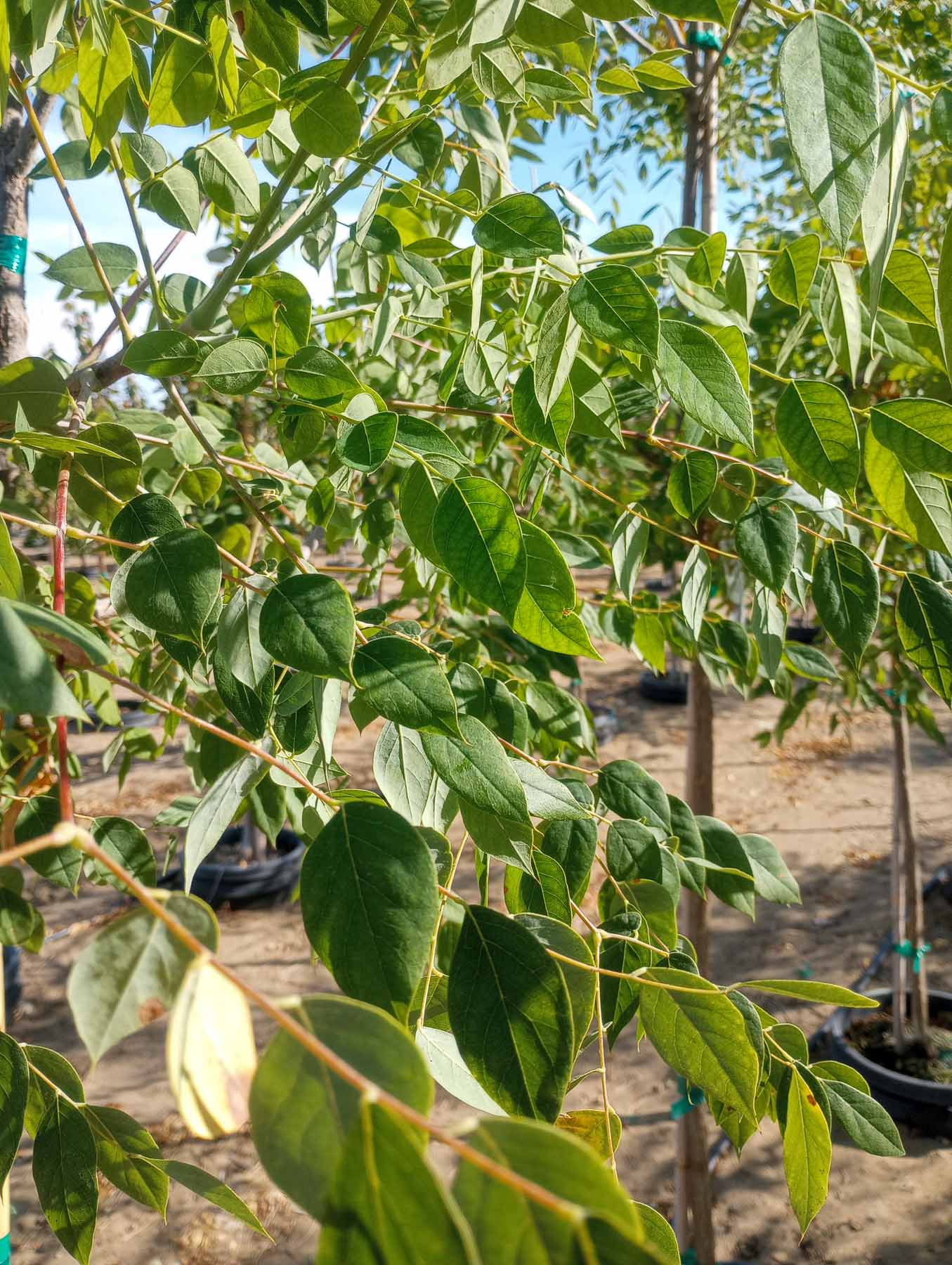 Espresso Kentucky Coffee Tree leaves
