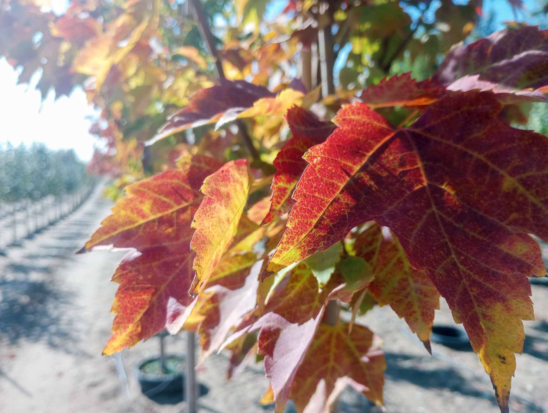 Red Rocket maple leaves in October.