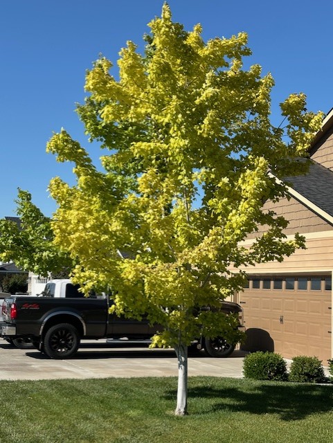 Red Maple tree in June in Tri-Cities Washington