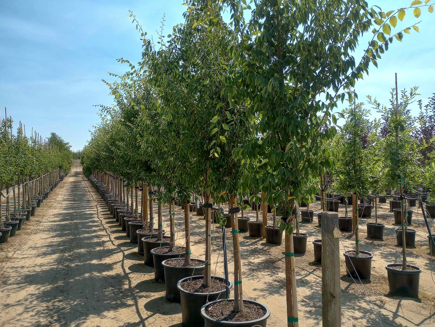Musashino Columnar Zelkova trees at Garden Gate Nursery