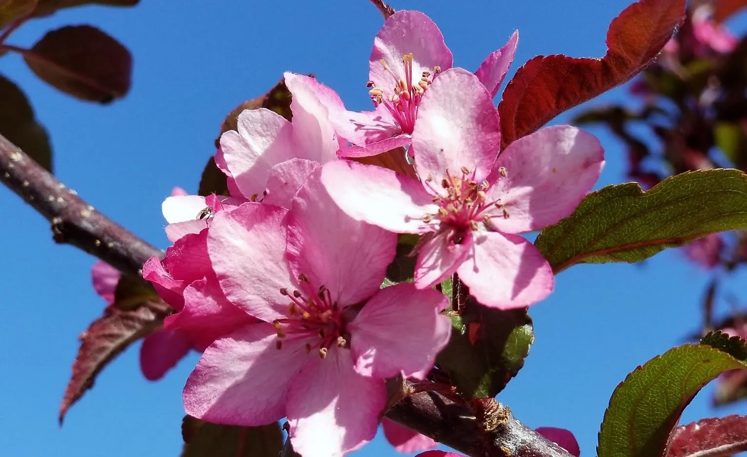Stand out With a Flowering Crabapple Tree | Garden Gate Nursery