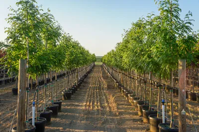 Container trees at Garden Gate Nursery