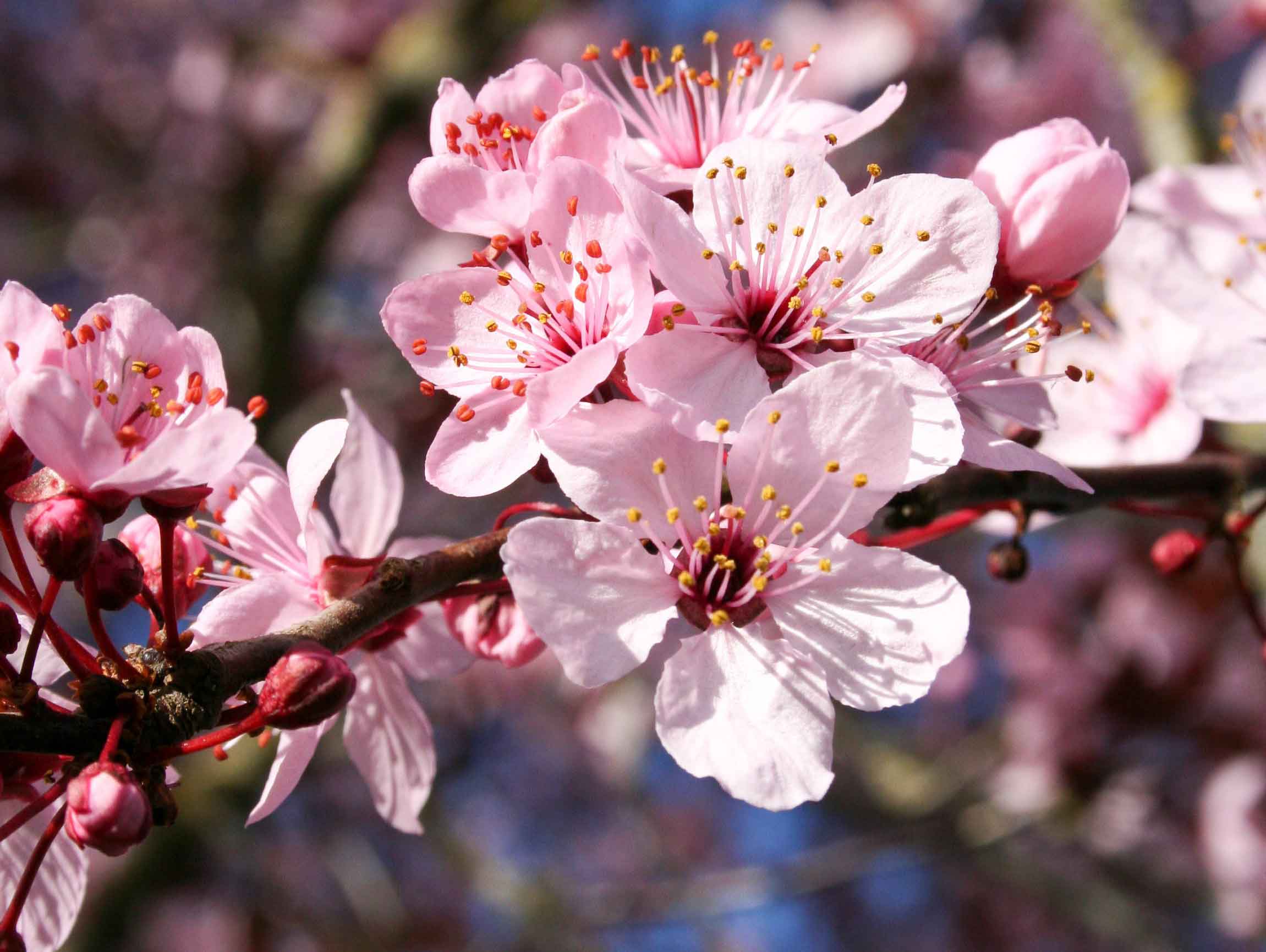 Thundercloud plum flowers at Garden Gate Nursery