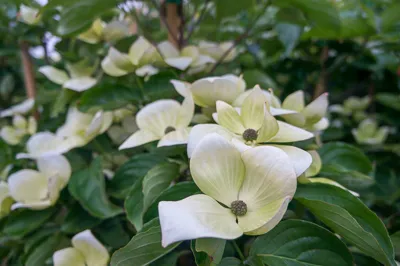 Eddie's White Wonder dogwood